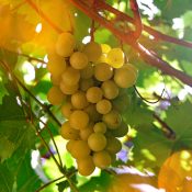 Rote Rebsorten